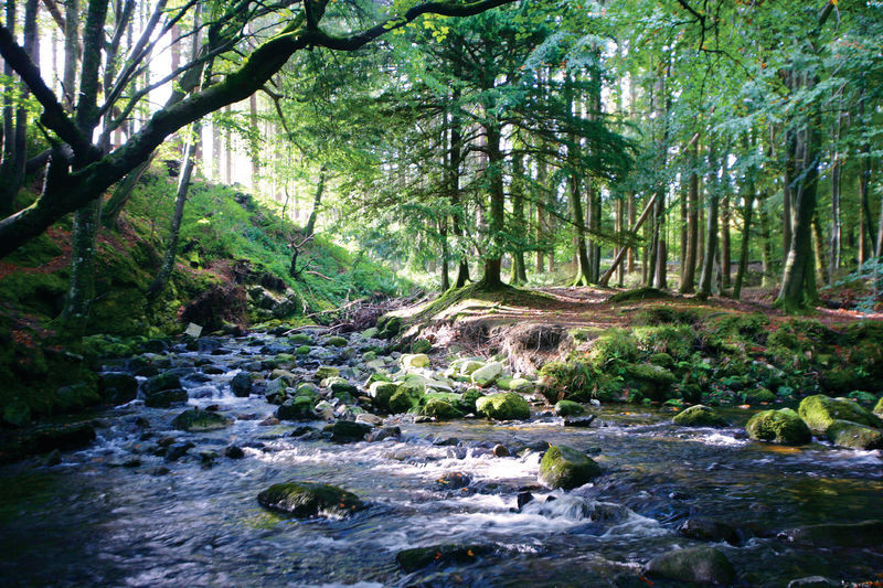 Tollymore Forest